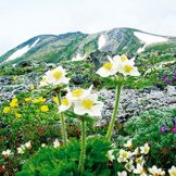 日本の国立公園の山の魅力⑲「大雪山国立公園」